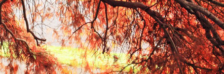 攻击网站服务器